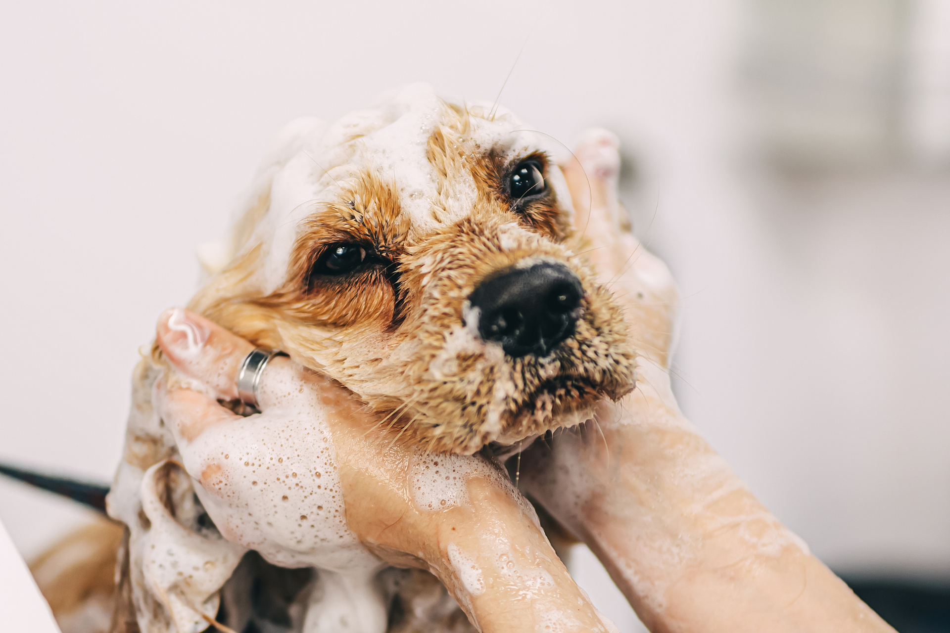 Clean and happy dog