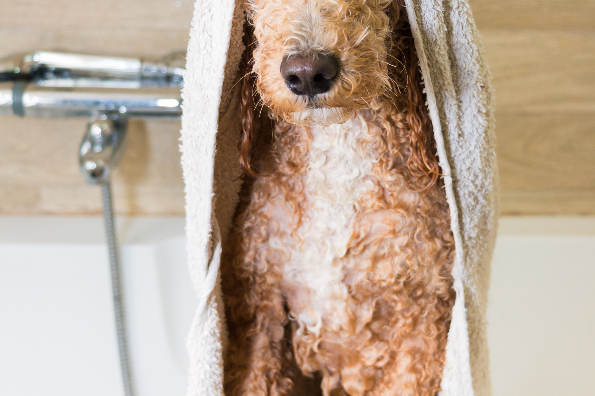 Dog getting a flea treatment bath