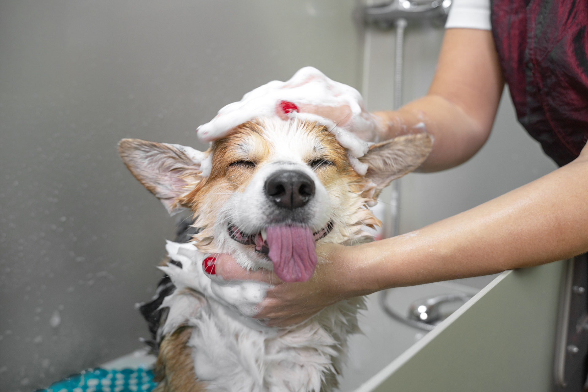 Flea Treatment