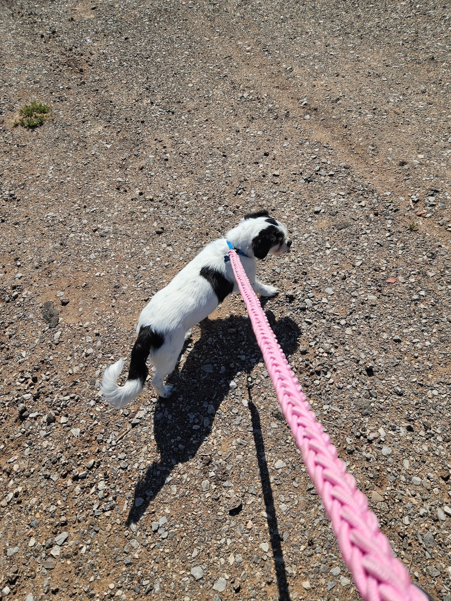 Happy dog client