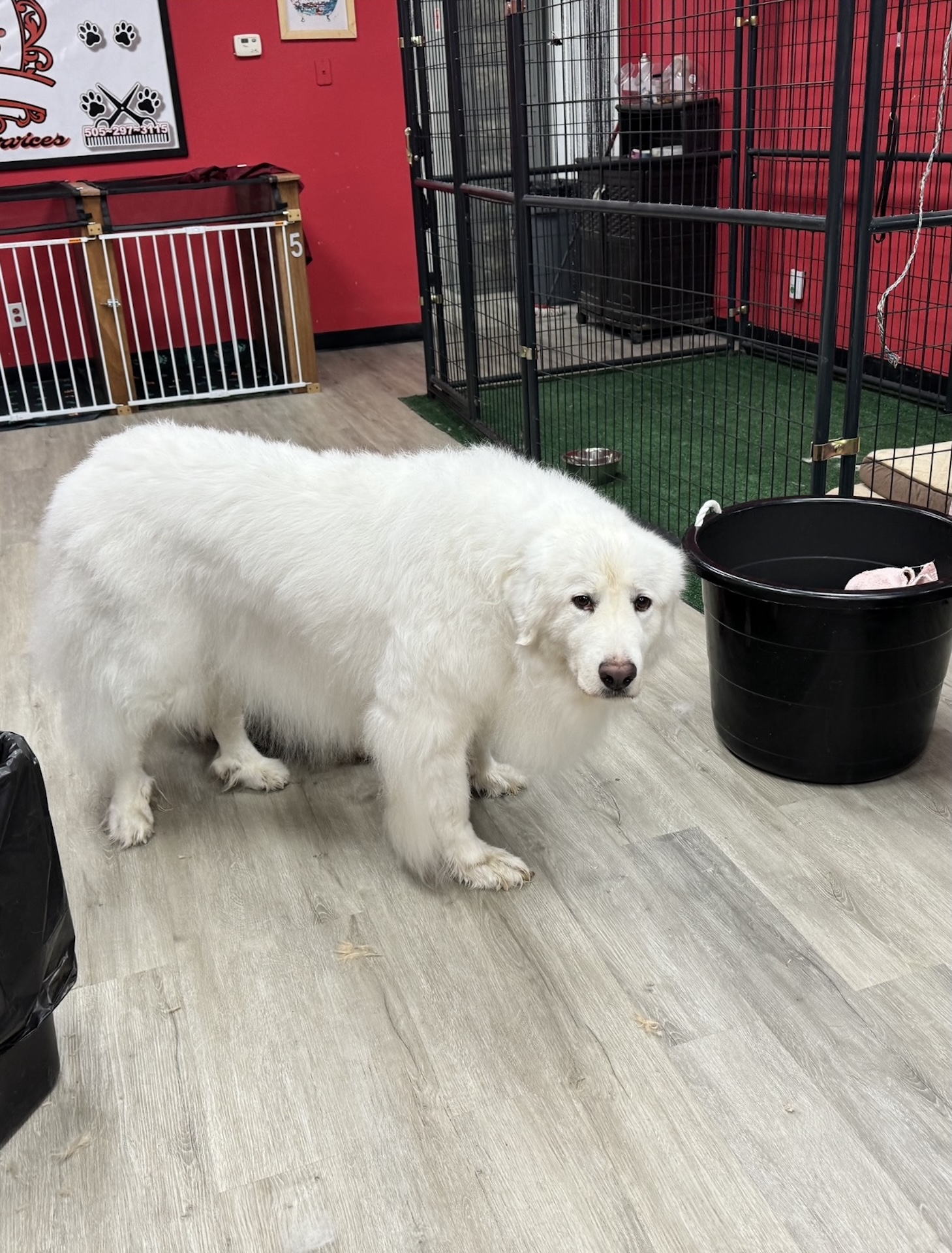 Happy dog client