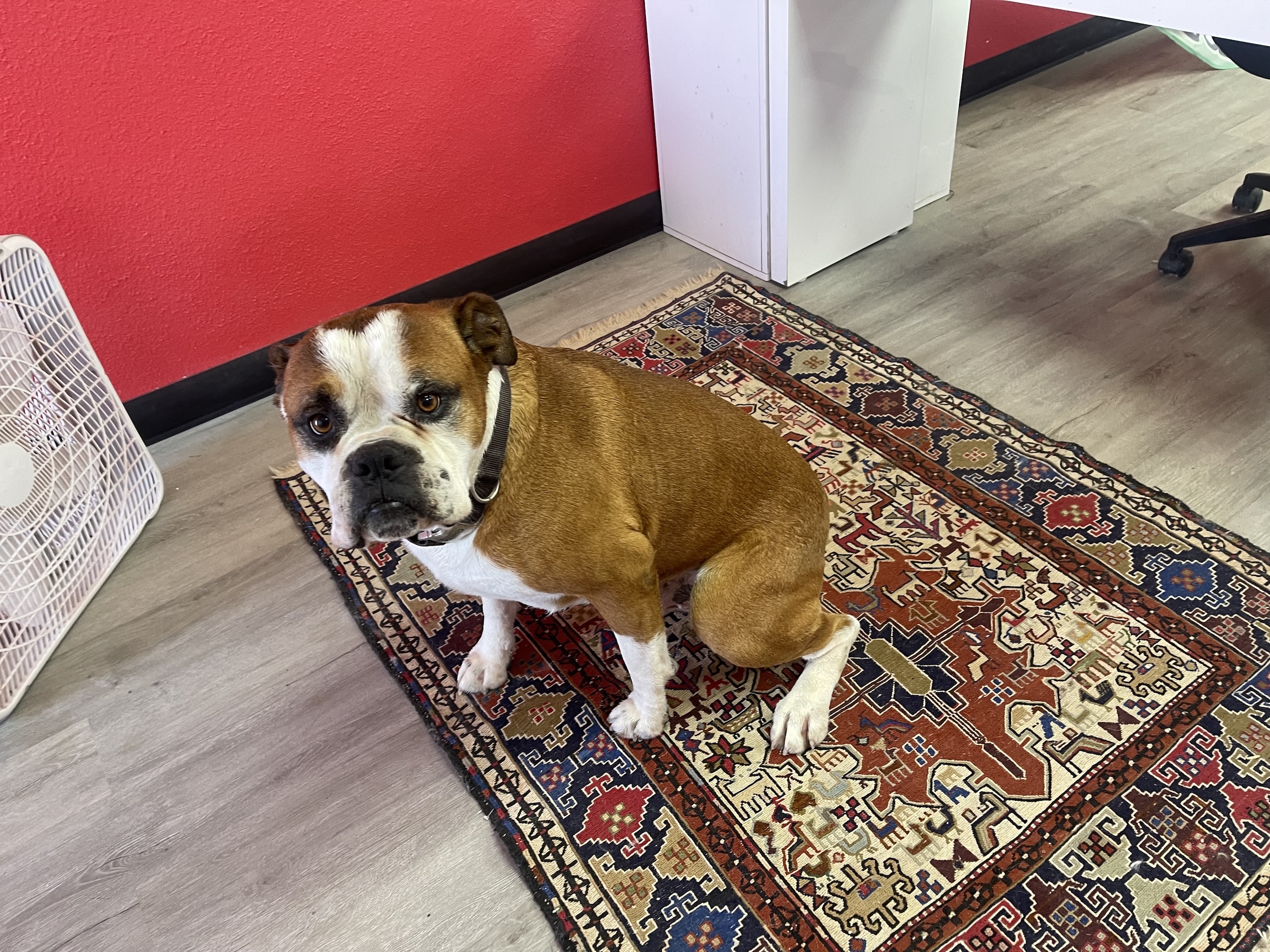 Happy dog client