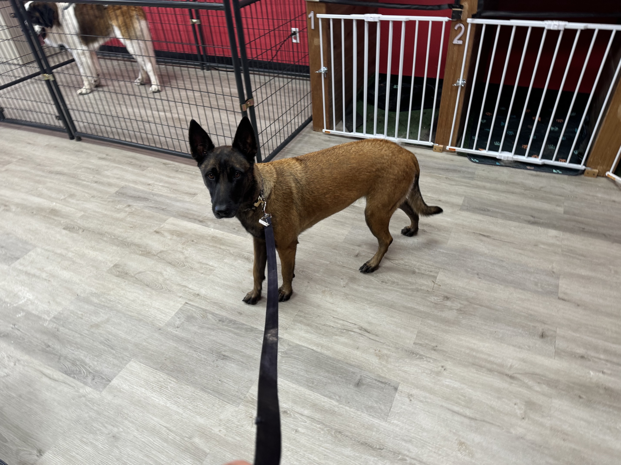 Belgian Malinois in salon