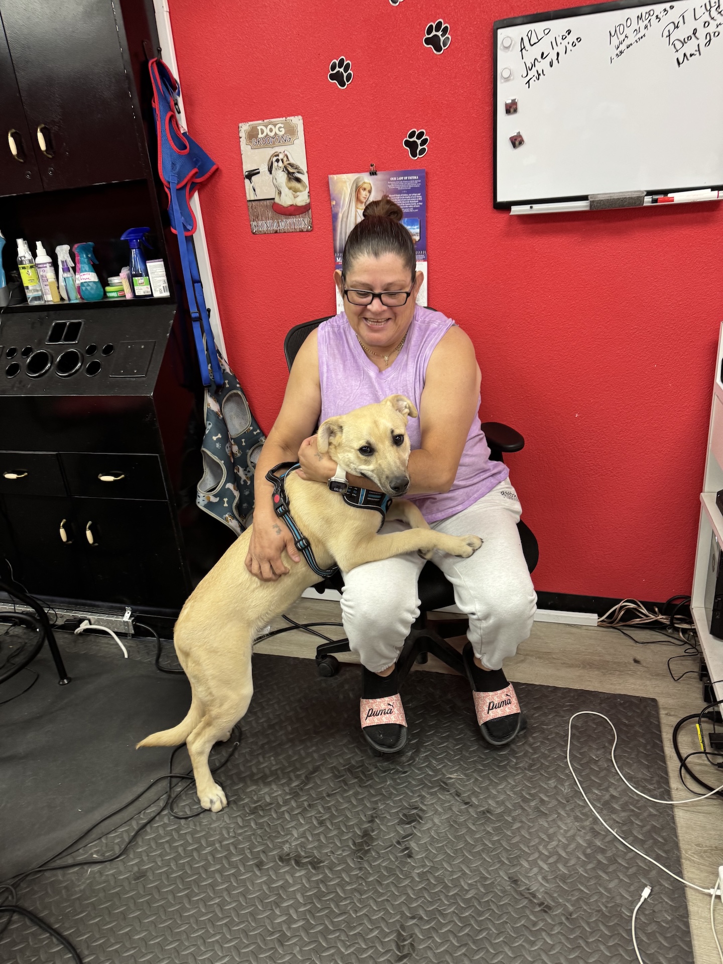 Groomer with yellow lab puppy