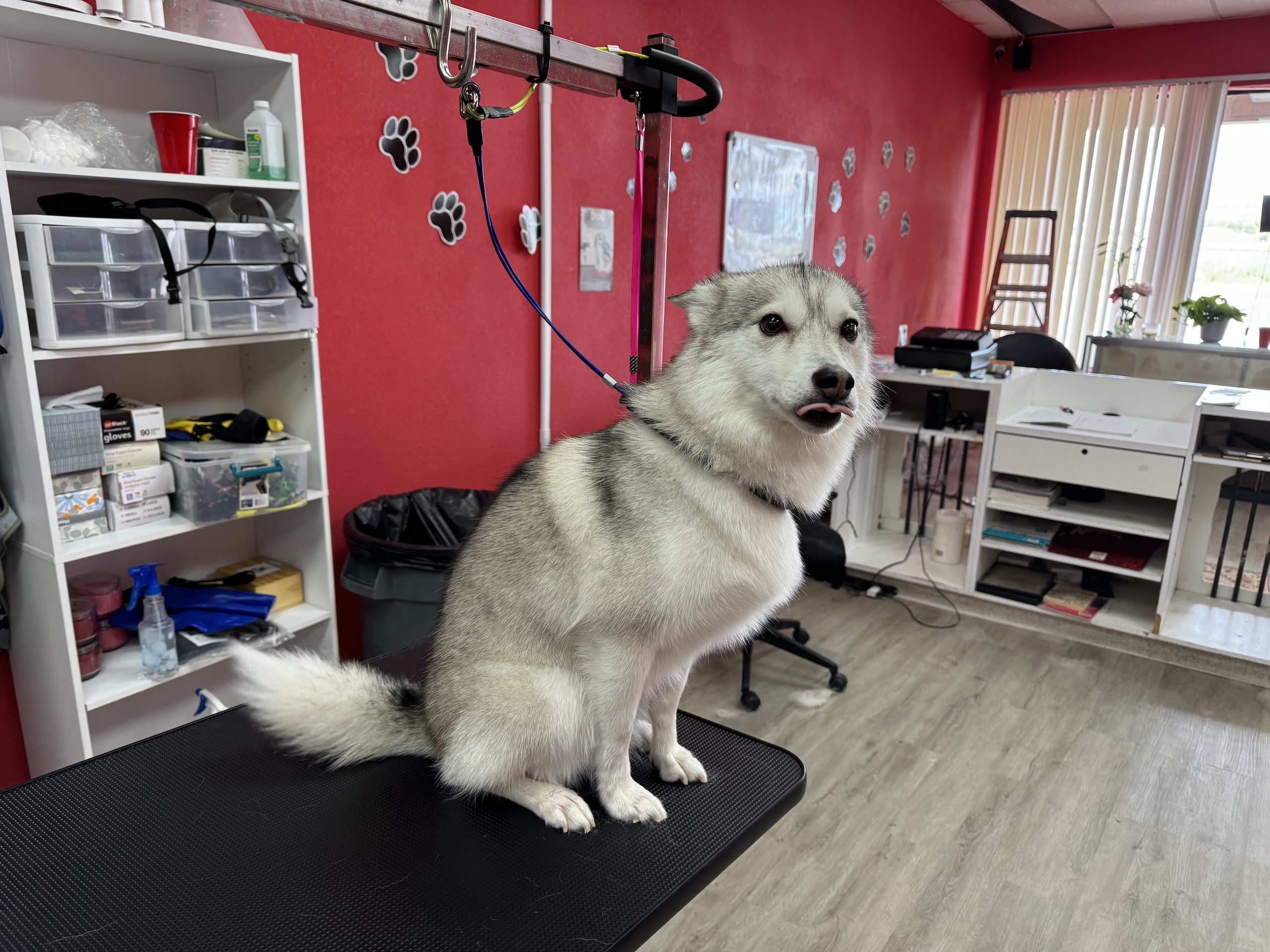 Deshedding Treatment