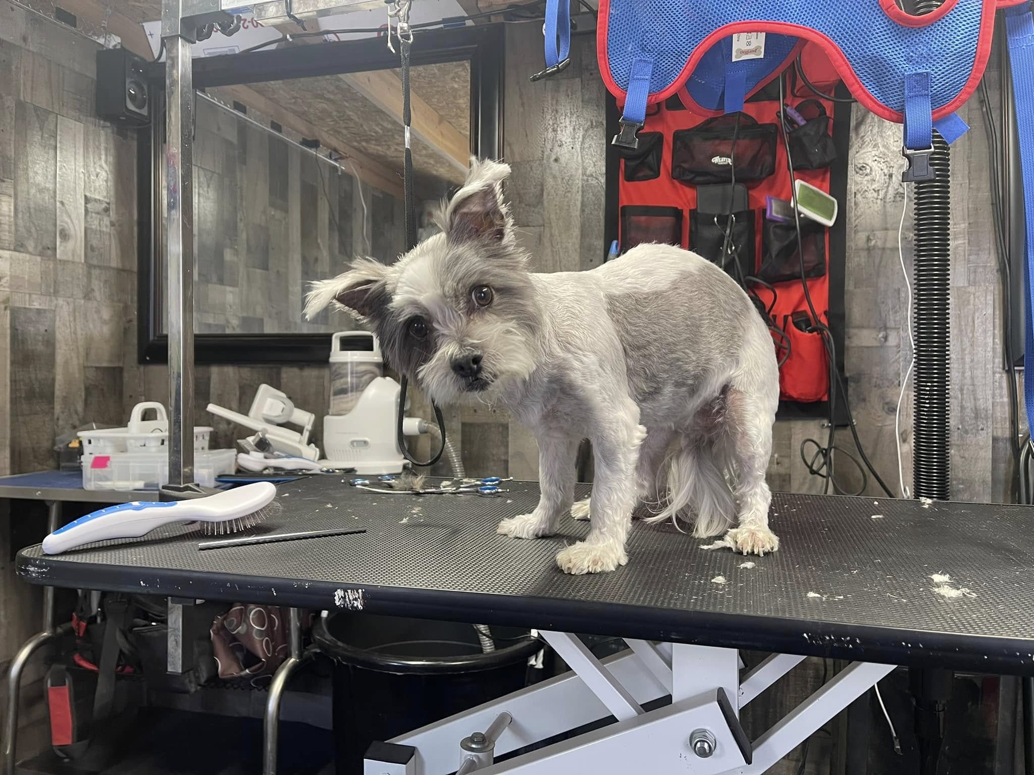 Happy dog client