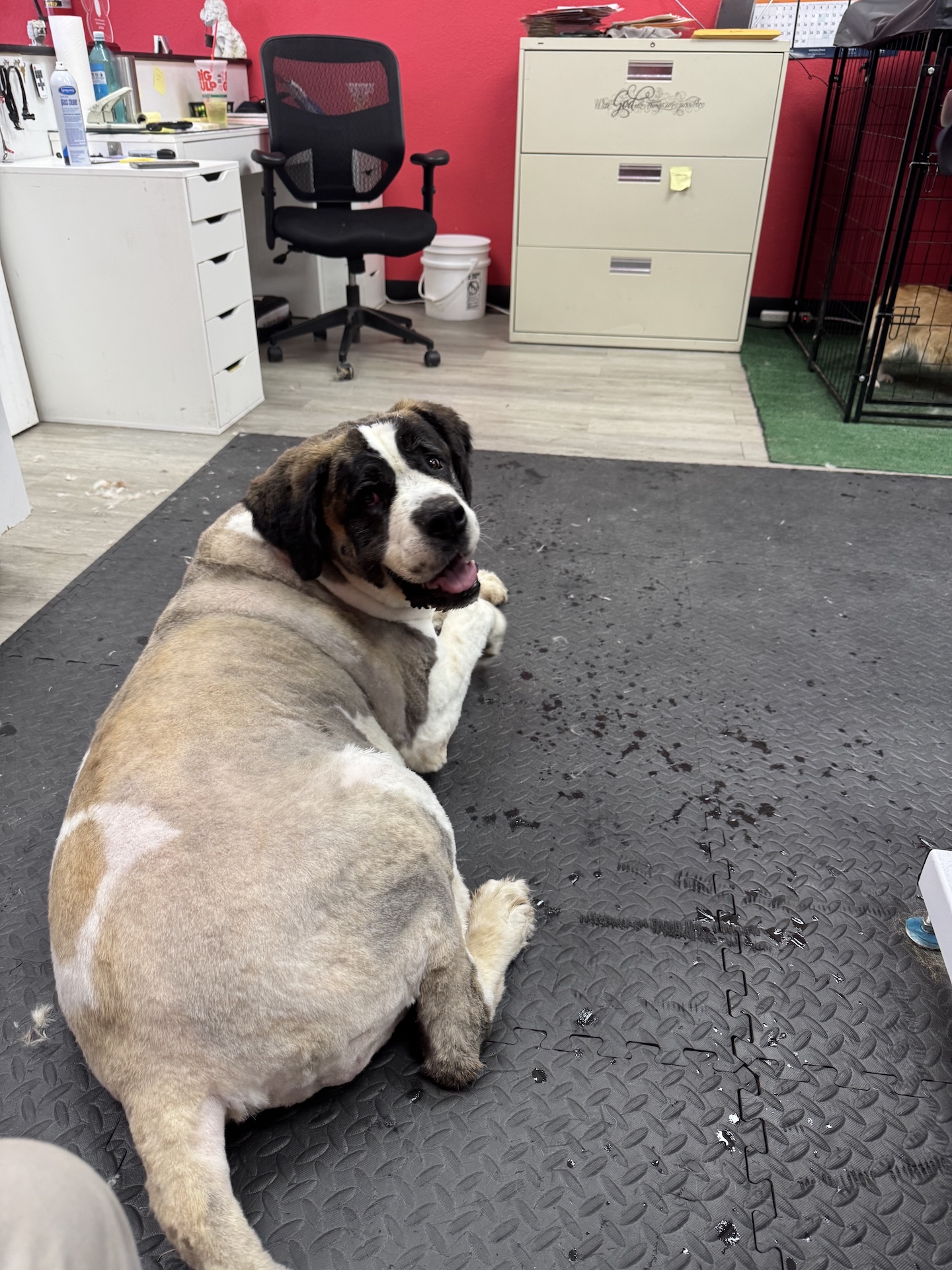 Happy dog client