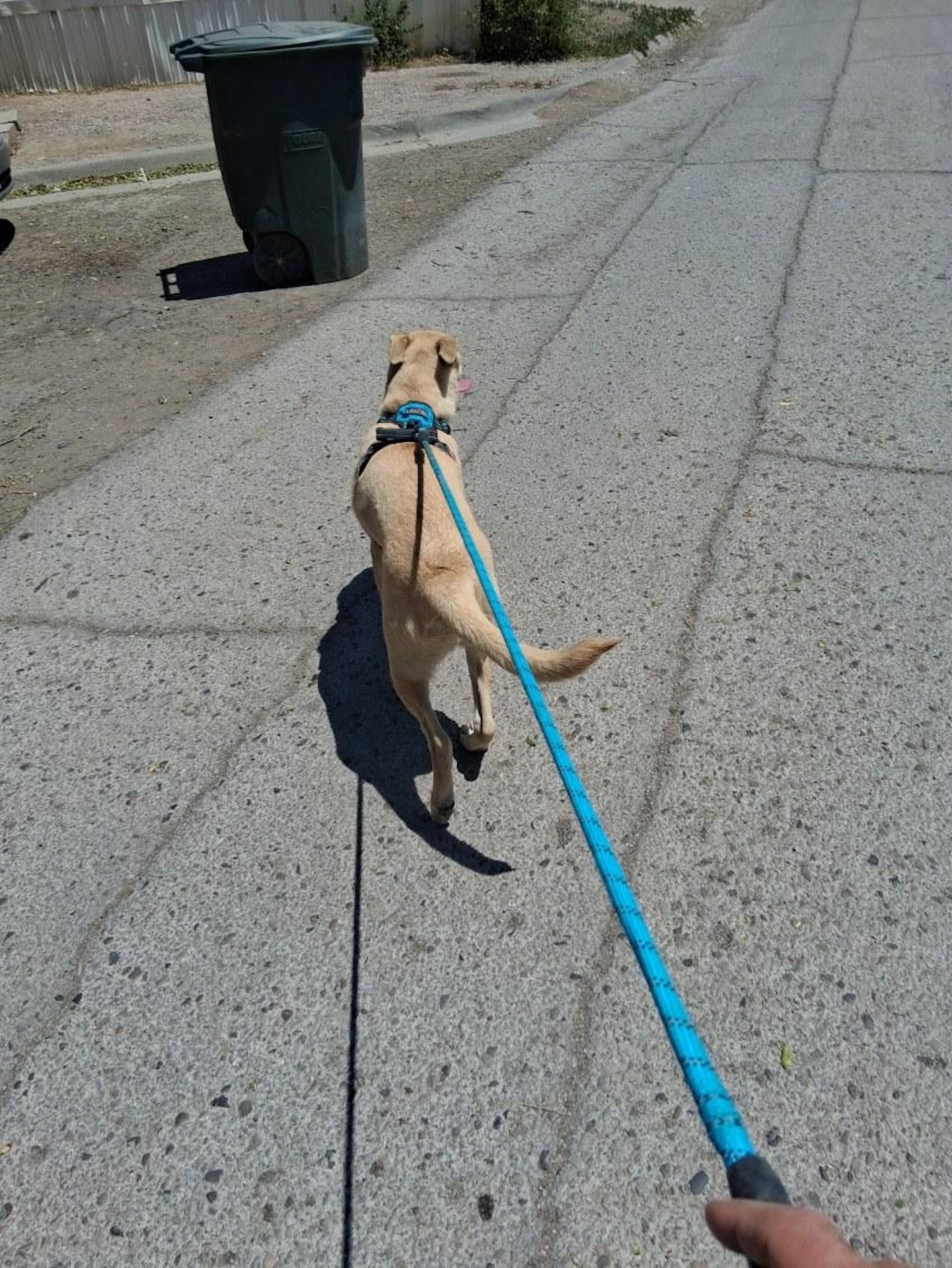 Happy dog client
